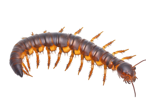A centipede isolated on transparent background, displaying its elongated body with numerous legs, showcasing its unique adaptation for swift movement and survival in its habitat