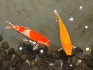 koi fish swimming in the fish pond with lucky coins thrown in underwater