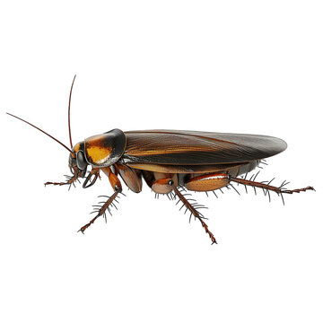 American cockroach isolated on transparent background, displaying its reddishbrown body, long antennae, and spiny legs, commonly found in urban environments
