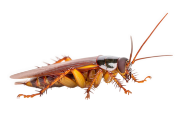 A cockroach isolated on transparent background, showcasing its brown exoskeleton, long antennae, and spiky legs, a common household pest known for its resilience