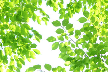 色鮮やか青葉　白背景