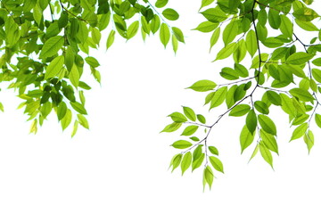色鮮やかな新緑の葉　白背景