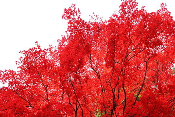 真っ赤に色づいたカエデ　白背景