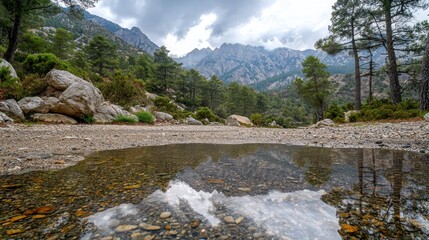 Low angle of a clear puddle reflecting rocky mountains and pine trees under cloudy sky