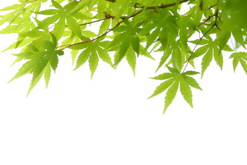 新緑のカエデの葉のクローズアップ　白背景