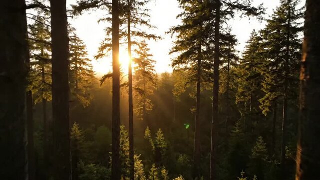 A serene, wide shot capturing the tranquil beauty of an ancient pine forest, focusing on the interplay of light and shadow across the landscape. Mid range shot, tripod mounted, static or very slow?