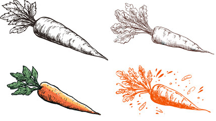 A set of carrot illustrations in sketch and watercolor styles. Includes hand drawn vegetables with textured lines and vibrant colors, ideal for food graphics, packaging and organic themes.