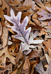 741-33 White Oak on Oak Leaves