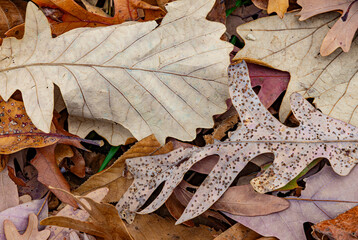 741-76 Oak Leaf Pair