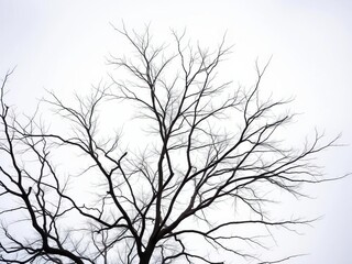 Obraz premium Bare branches of a deciduous tree against a pale sky, nature, tree