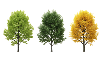 Three trees in varying stages of seasonal change isolated on a transparent background