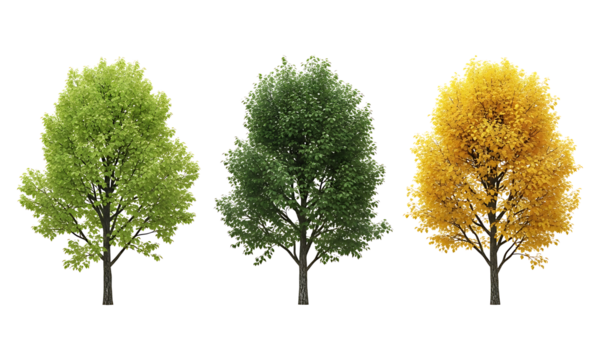 Three trees in varying stages of seasonal change isolated on a transparent background
