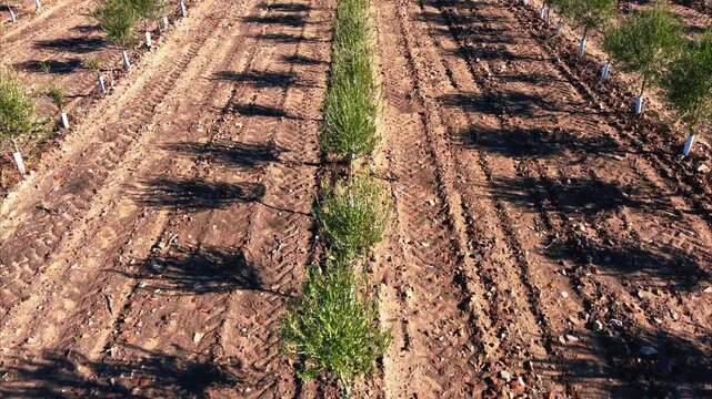 Vista sobre hilera de olivos en cultivo preparado de modo intensivo