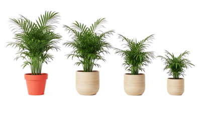 Growing Majesty Palm plants in pots in a row on transparent background for design projects and creative use