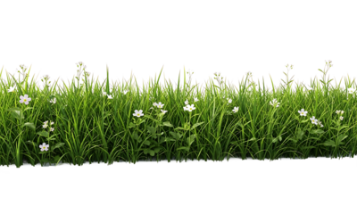 Green Grass with White Flowers on Transparent Background