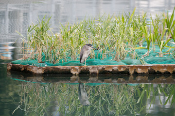 Night Heron Standing on Floating Wetland Planter with Reflection