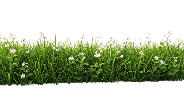 Green Grass with White Flowers on Transparent Background