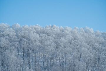Frost covered winter trees under clear blue sky in Nayoro, Hokkaido on a minus twenty degrees morning, creating a serene and beautiful snowy landscape across the hillside