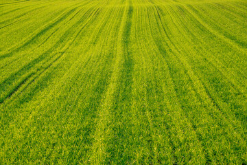 Lush green wheat field in eastern Hokkaido, Japan, traversed by straight tire tracks under a blue early summer sky, showcasing a vast rural landscape and abundant nature.