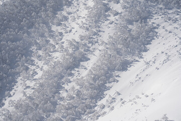 Rime covered winter forest spreading across the snowy slopes of Mount Mokoto in Hokkaido creating a serene white landscape with cold atmospheric beauty and quiet nature