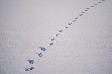 Animal footprints stretching across the white snowfield in the freezing winter of Hokkaido, Japan, creating a tranquil and beautiful scene filled with silence and purity.