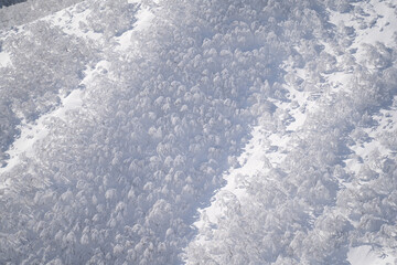 Obraz premium Rime covered winter forest spreading across the snowy slopes of Mount Mokoto in Hokkaido creating a serene white landscape with cold atmospheric beauty and quiet nature