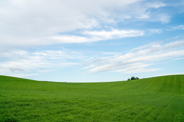 Obraz premium A wide panoramic landscape featuring a bright blue sky and gently rolling green hills covered in fresh grass, creating a refreshing and peaceful outdoor scene perfect for nature, travel, environmental