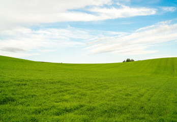 Fototapeta premium A wide panoramic landscape featuring a bright blue sky and gently rolling green hills covered in fresh grass, creating a refreshing and peaceful outdoor scene perfect for nature, travel, environmental