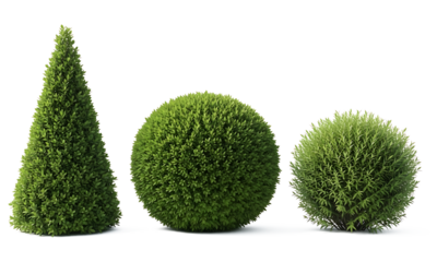 Three green topiary shrubs and bushes conical, spherical, and rounded shapes, isolated on white, perfect for transparent background use in design projects