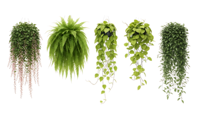 A beautiful collection of five different hanging houseplants with lush green foliage, isolated on a transparent background