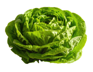 Crisp, green butter lettuce head; layered leaves