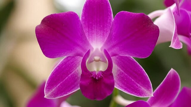 Intricate details of an orchid's bloom, showcasing the unique patterns, textures, and delicate structure of its petals and labellum in a serene setting.