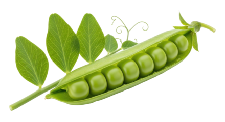 Fresh pea pod with leaves transparent background cutout png