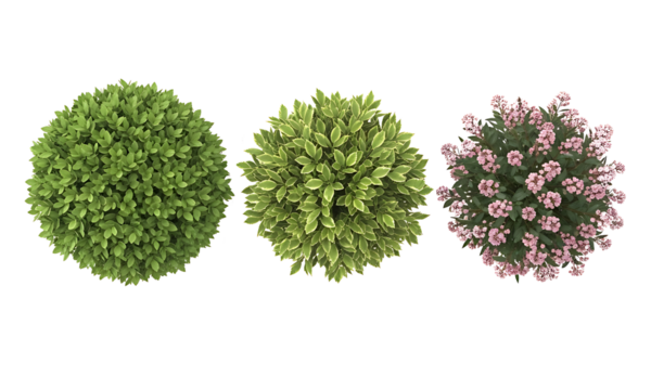 Three round bushes with lush foliage on a transparent background perfect for landscape design