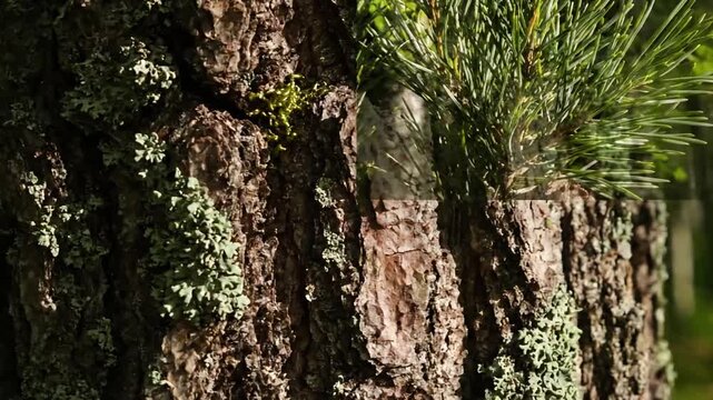 Close up of birch tree bark, revealing its delicate, peeling layers and characteristic white and black markings in a serene woodland setting, capturing natural fragility.