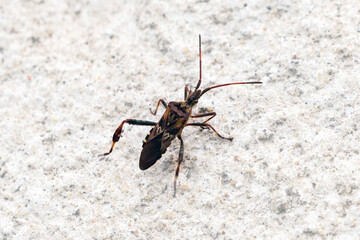 Close-up insect on smooth white surface