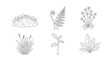 Botanical illustration featuring six different plant types, including moss, fern, flowers, grass, and leafy plants.