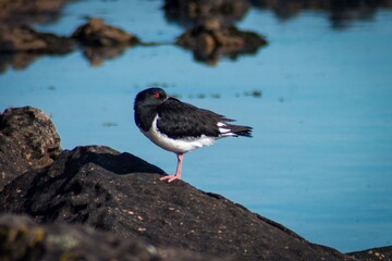 Oystercatcher on the beach