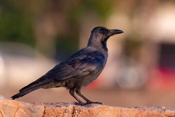 House Crow (Corvus splendens) perched on a stone wall in Colombo, Sri Lanka