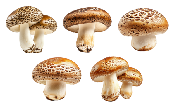 Set of Portobello mushroom showing its textured cap and stem isolated on a white background.