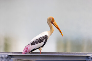 Painted stork perched by the water in Colombo, Sri Lanka