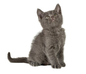Grey Kitten Sitting and Looking Up Isolated on White Background