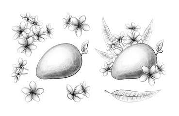 Set of Mango fruit flowers and leaf Graphic line art Graphite pencil sketch Exotic plant