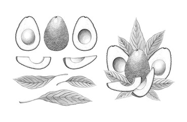 Set of Avocado hass fruit Graphic line art Pencil sketch on white background Exotic plant