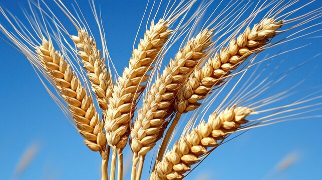 Several golden wheat stalks cluster against a bright, clear blue sky backdrop