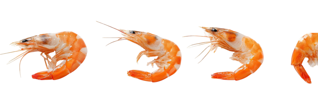 Cooked prawns lined up against a black backdrop