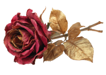 Faded crimson rose with golden, gilded, decaying leaves