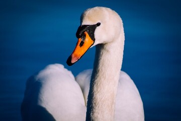 Swan on the beach