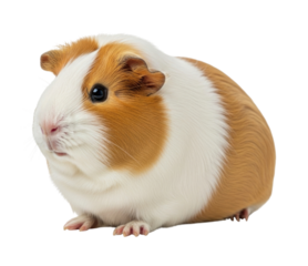 Cute guinea pig portrait transparent background cutout png