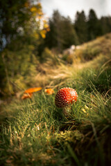fly agaric mushroom